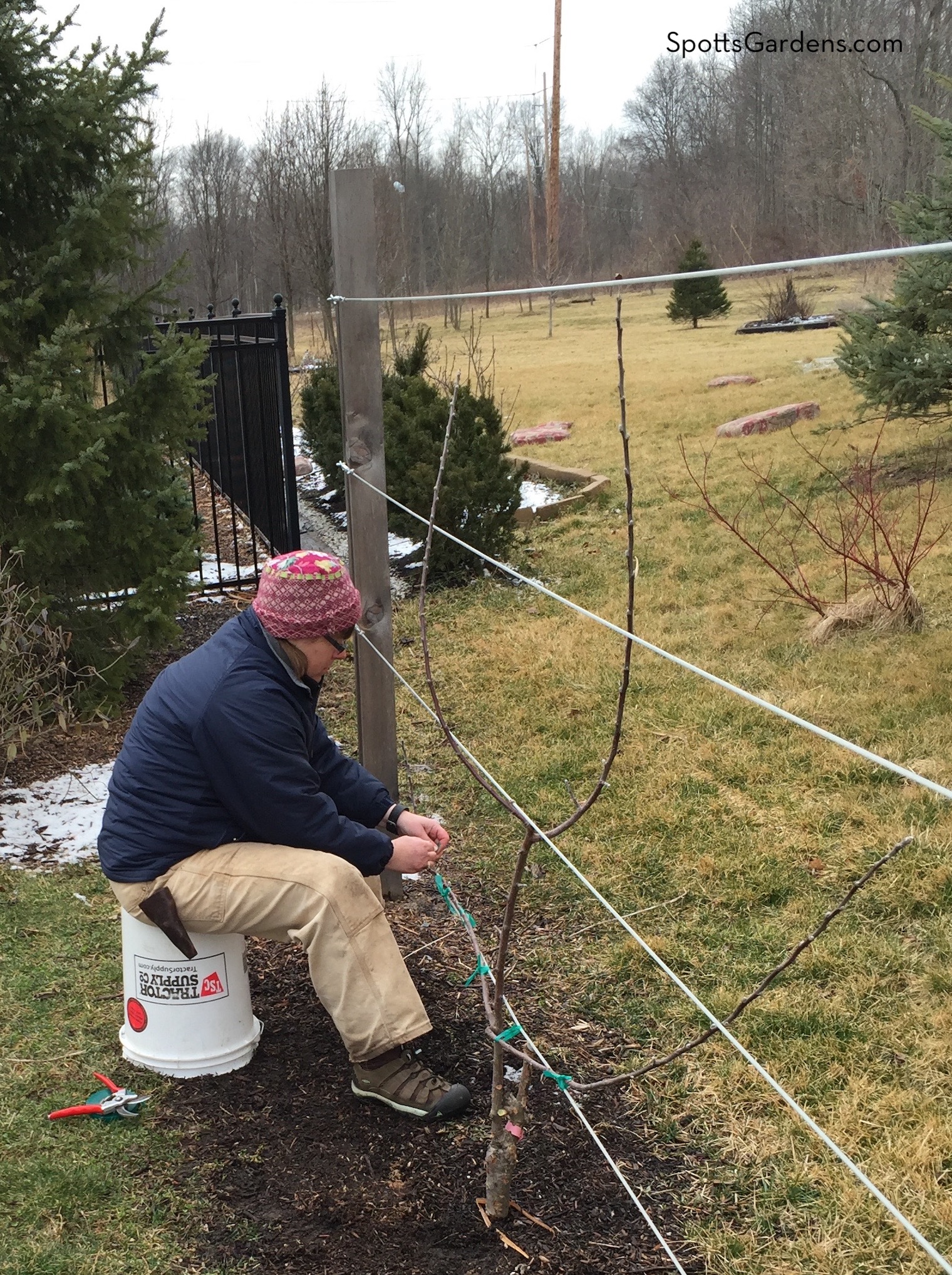 Training espalier