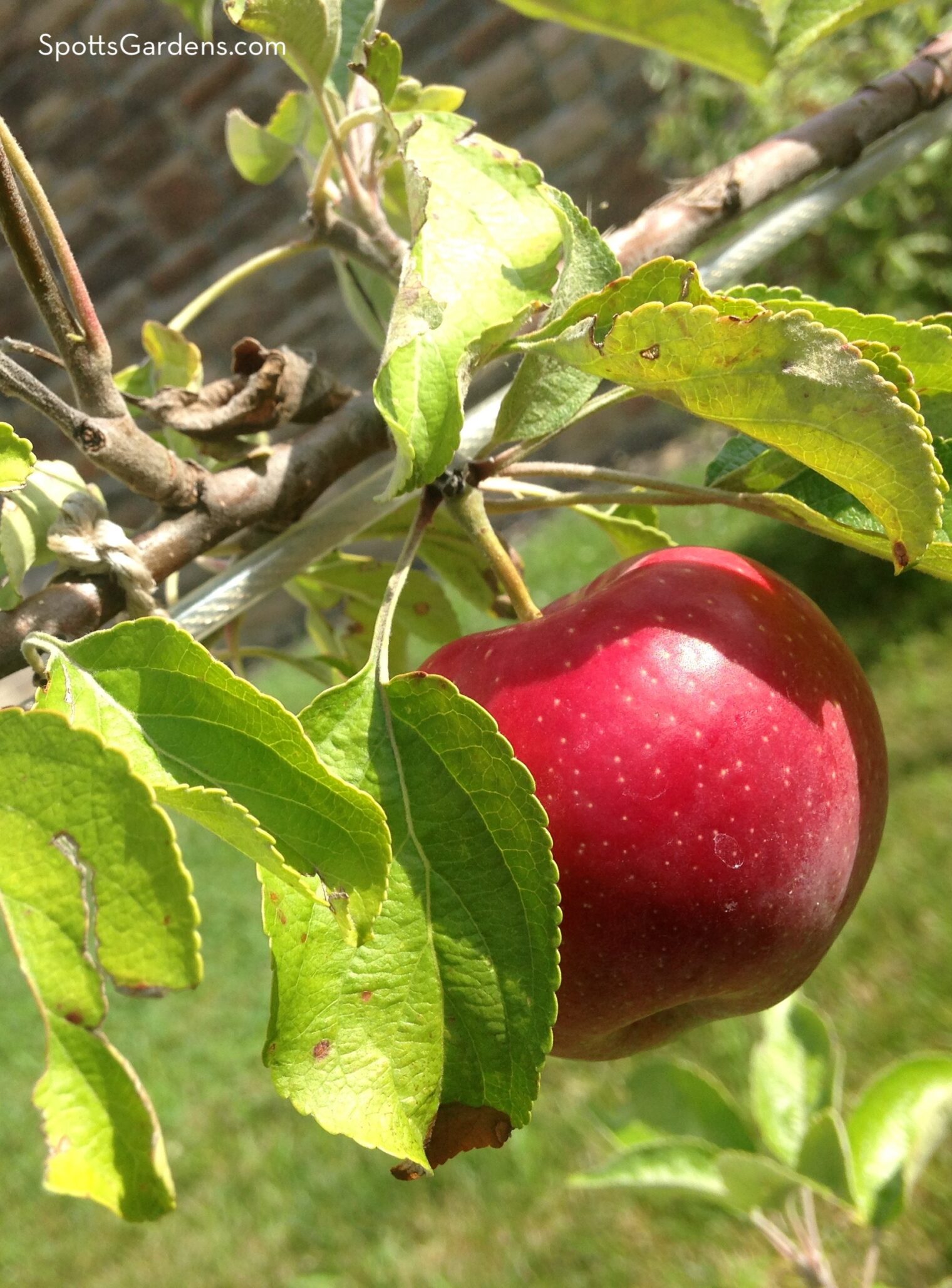 Apple on espalier