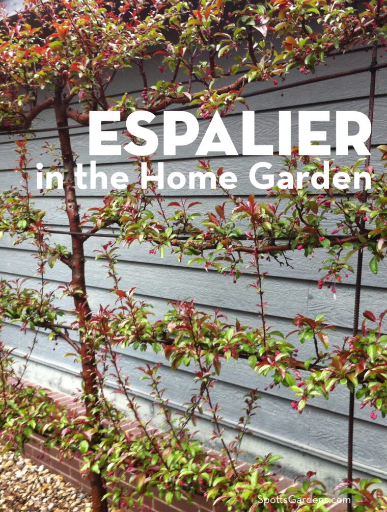 Espalier in the Home Garden