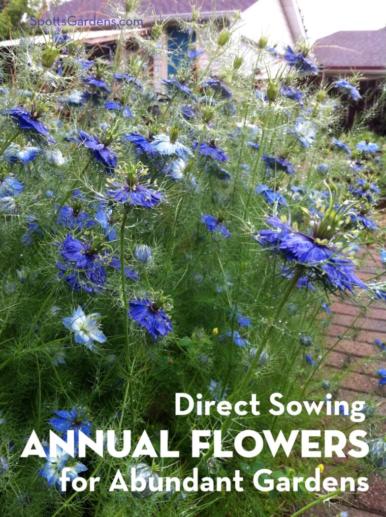 Direct sowing annual flowers for abundant gardens