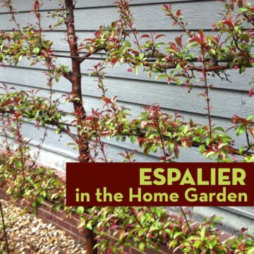 Espalier in the Home Garden