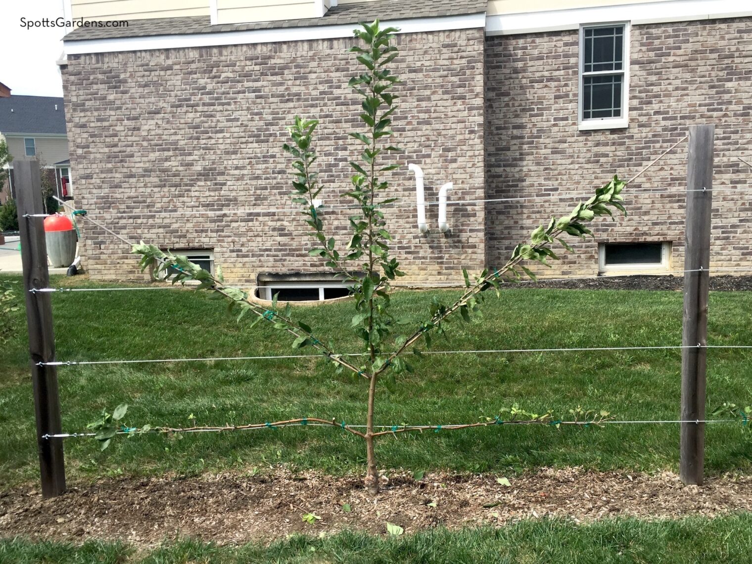 Espalier being trained