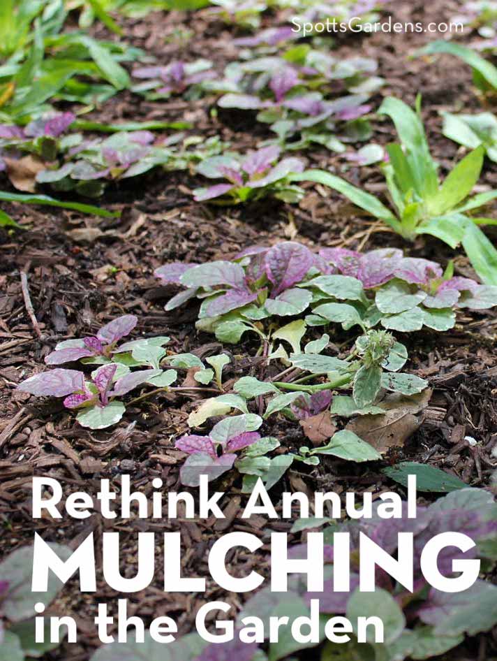 Rethink annual mulching in the garden