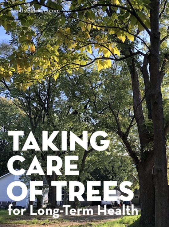 Taking Care of Trees for Long-Term Health