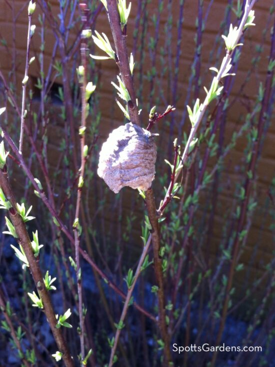 Papery brown parting mantis chrysalis clings to a stem just developing leaves.