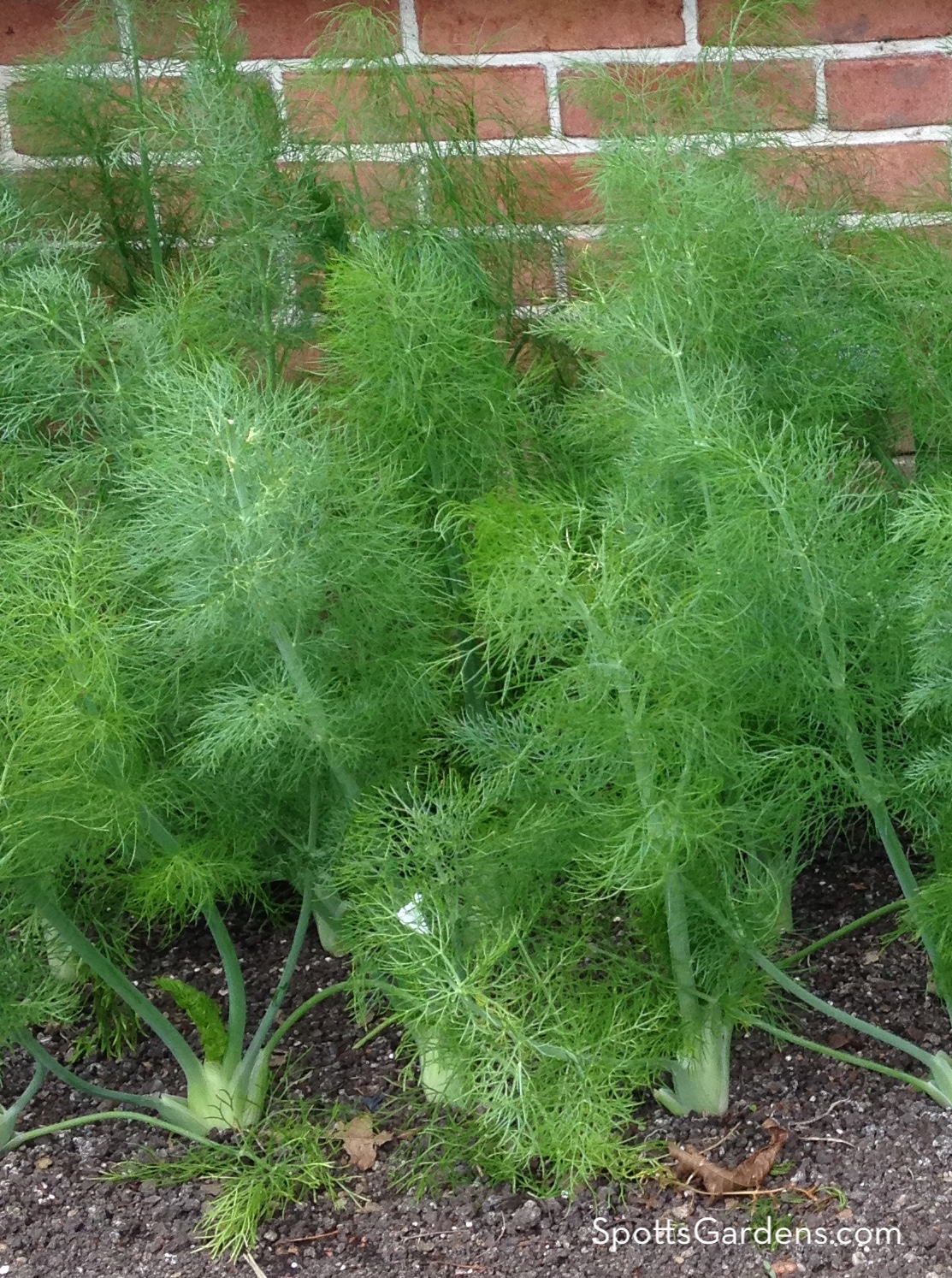 Fennel plants