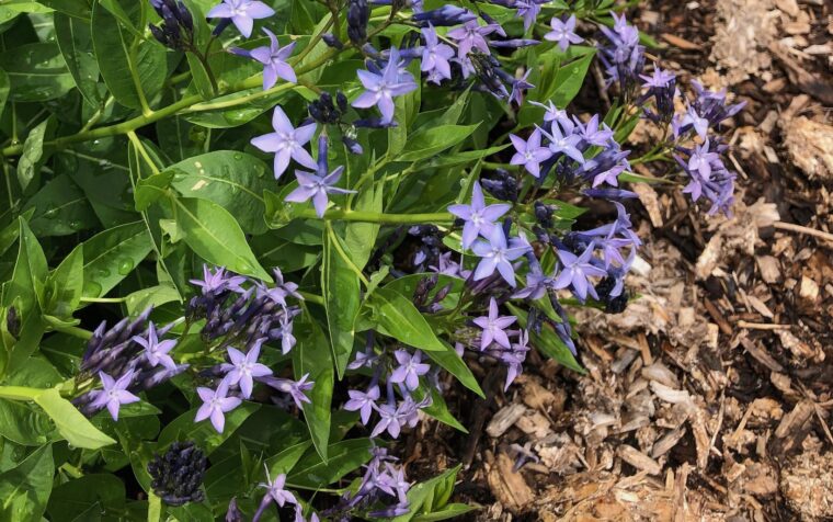 Blue flowered plant surrounded by hardwood mulch