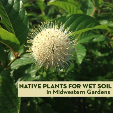 Native Plants for Wet Soil in Midwestern Gardens