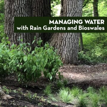 Managing Water with Rain Gardens and Bioswales