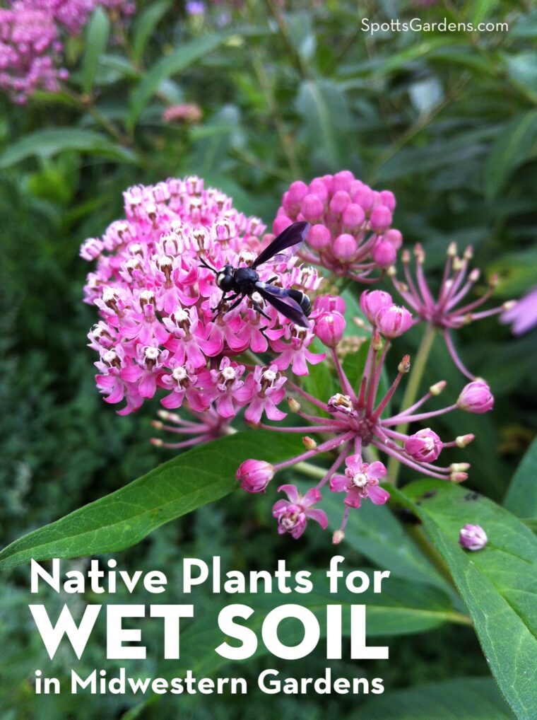 Native Plants for Wet Soil in Midwestern Gardens