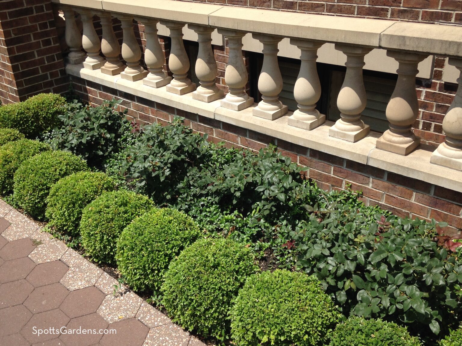 To Shear or Not to Shear Shearing Shrubs the Right Way