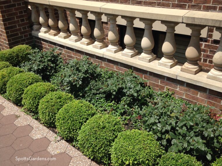 Sheared boxwood shrubs