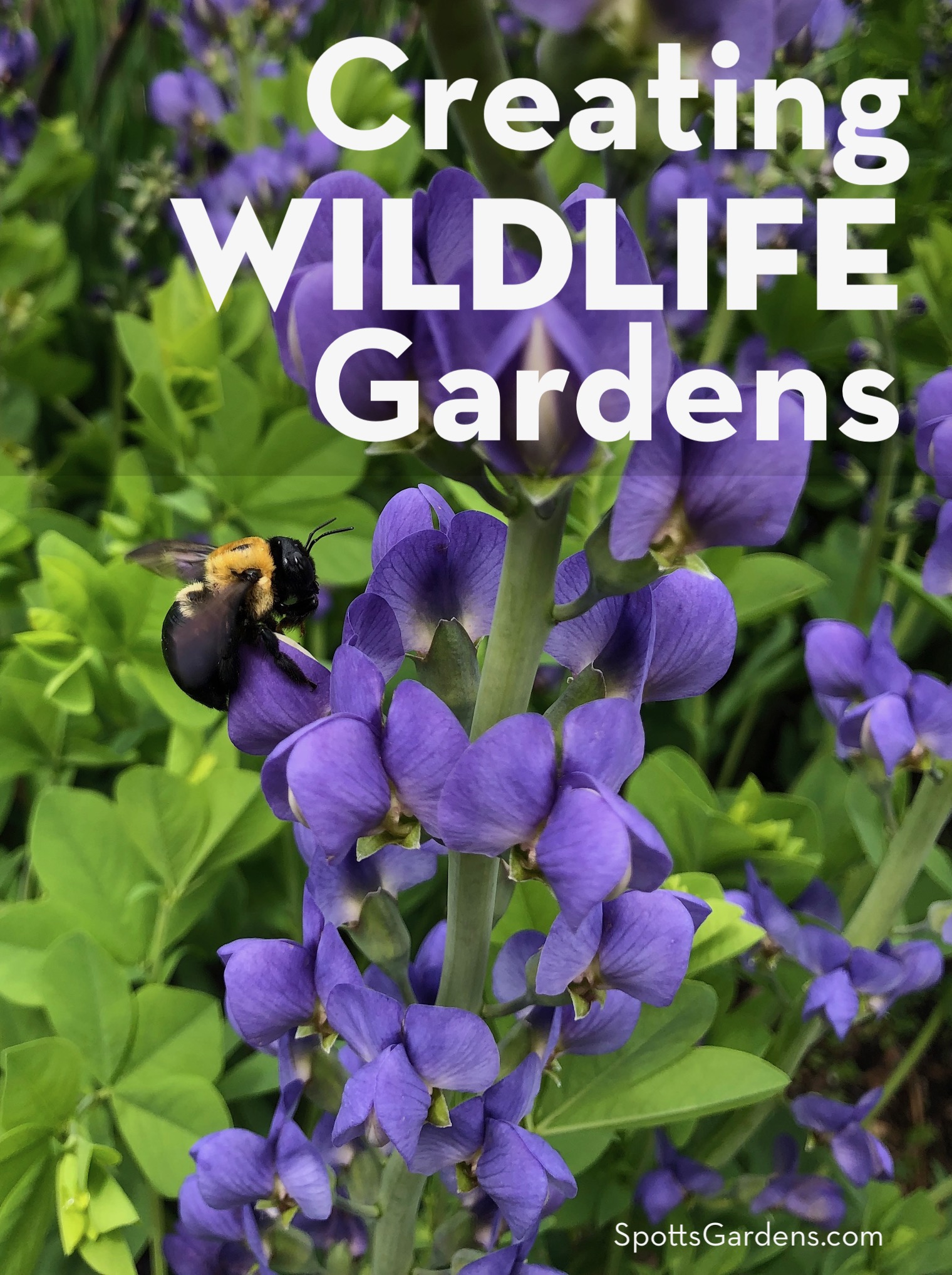 Creating Wildlife Gardens