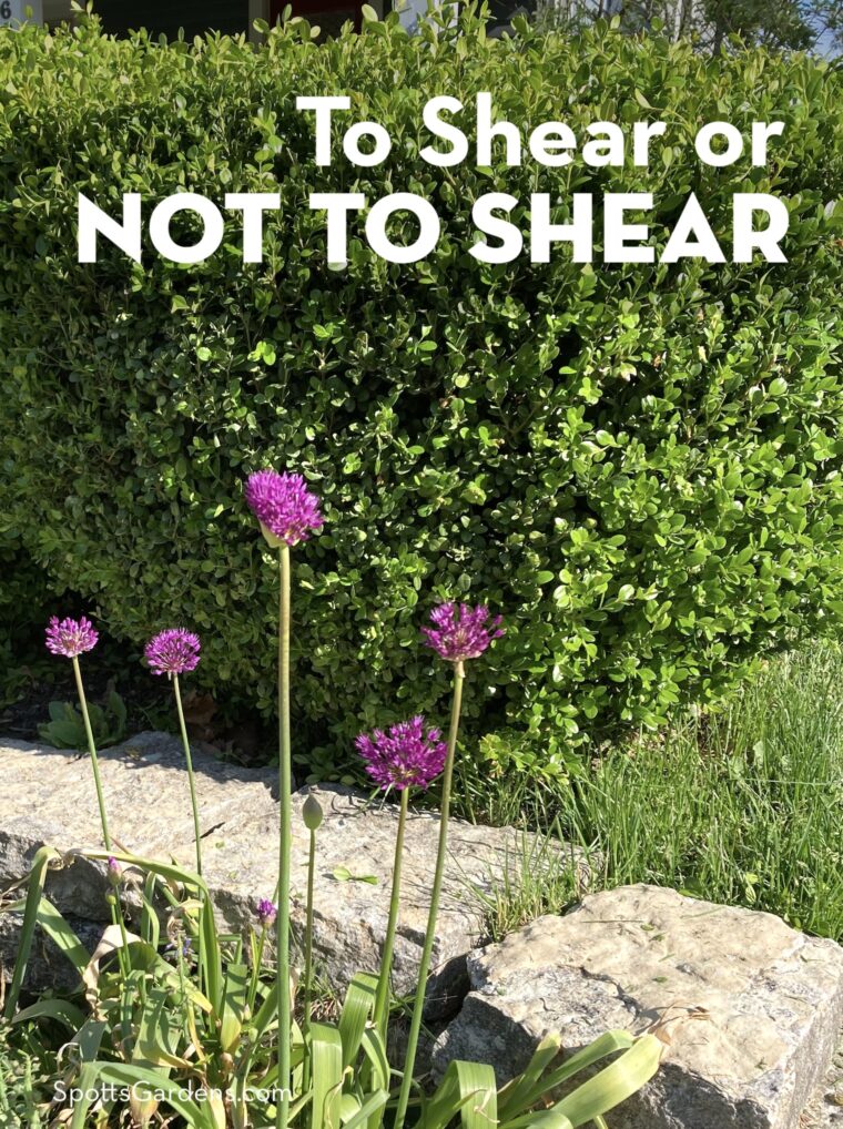 To Shear or Not to Shear