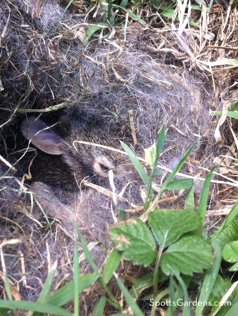 Rabbit in nest
