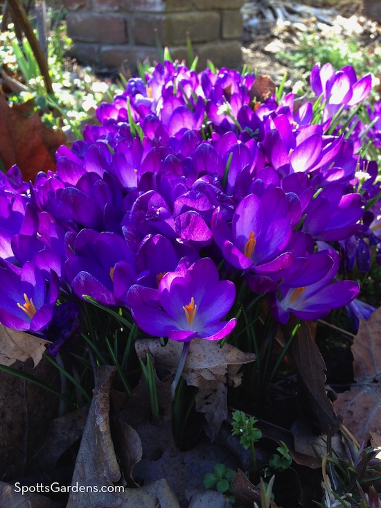 Crocus flowers from bulbs