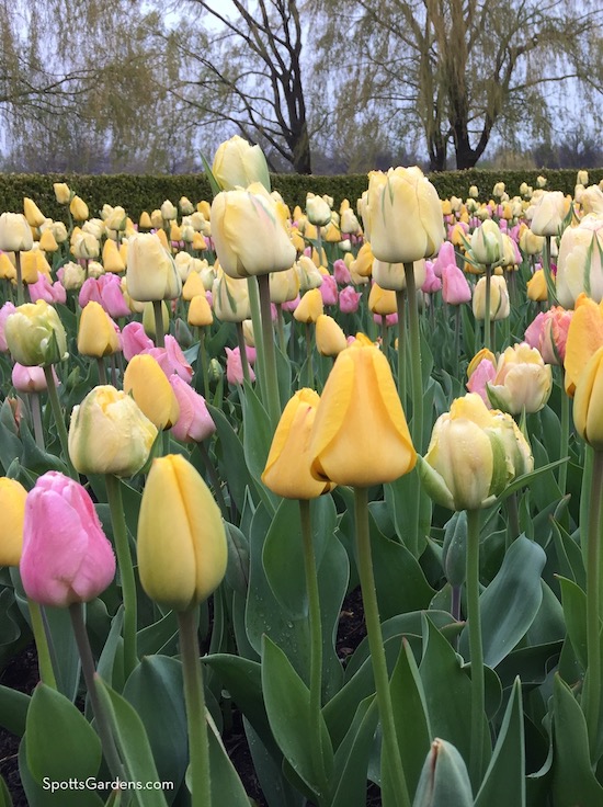 Pink and yellow tulips grown from bulbs