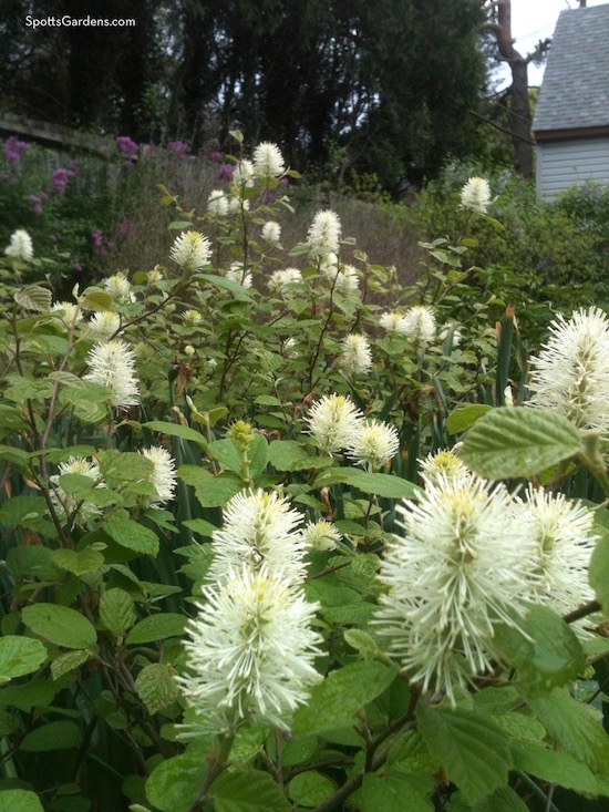 Fothergilla in bloom