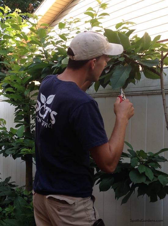 Man pruning espalier fruit tree