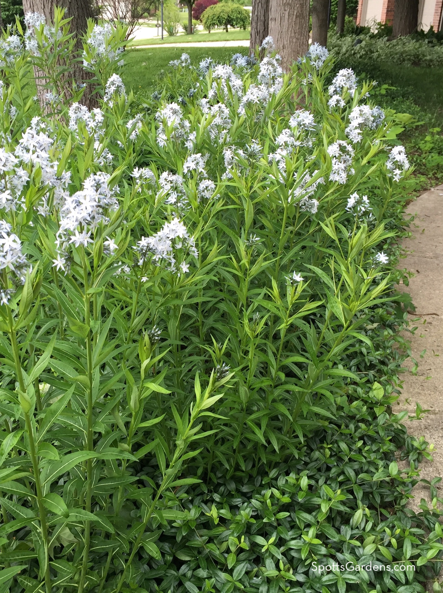 Indiana native plant Amsonia tabermontana