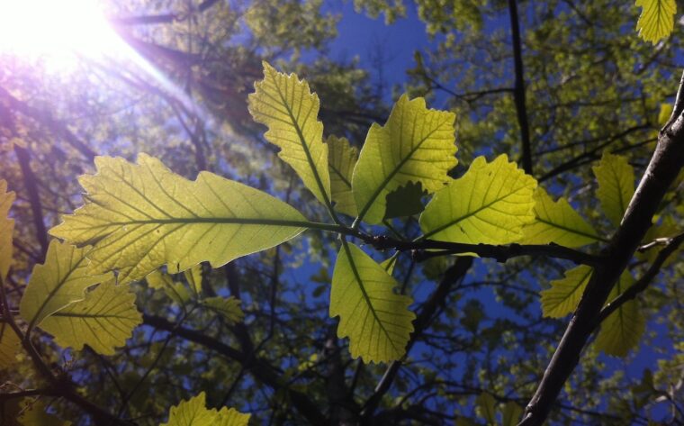 Sun shining through oak leave