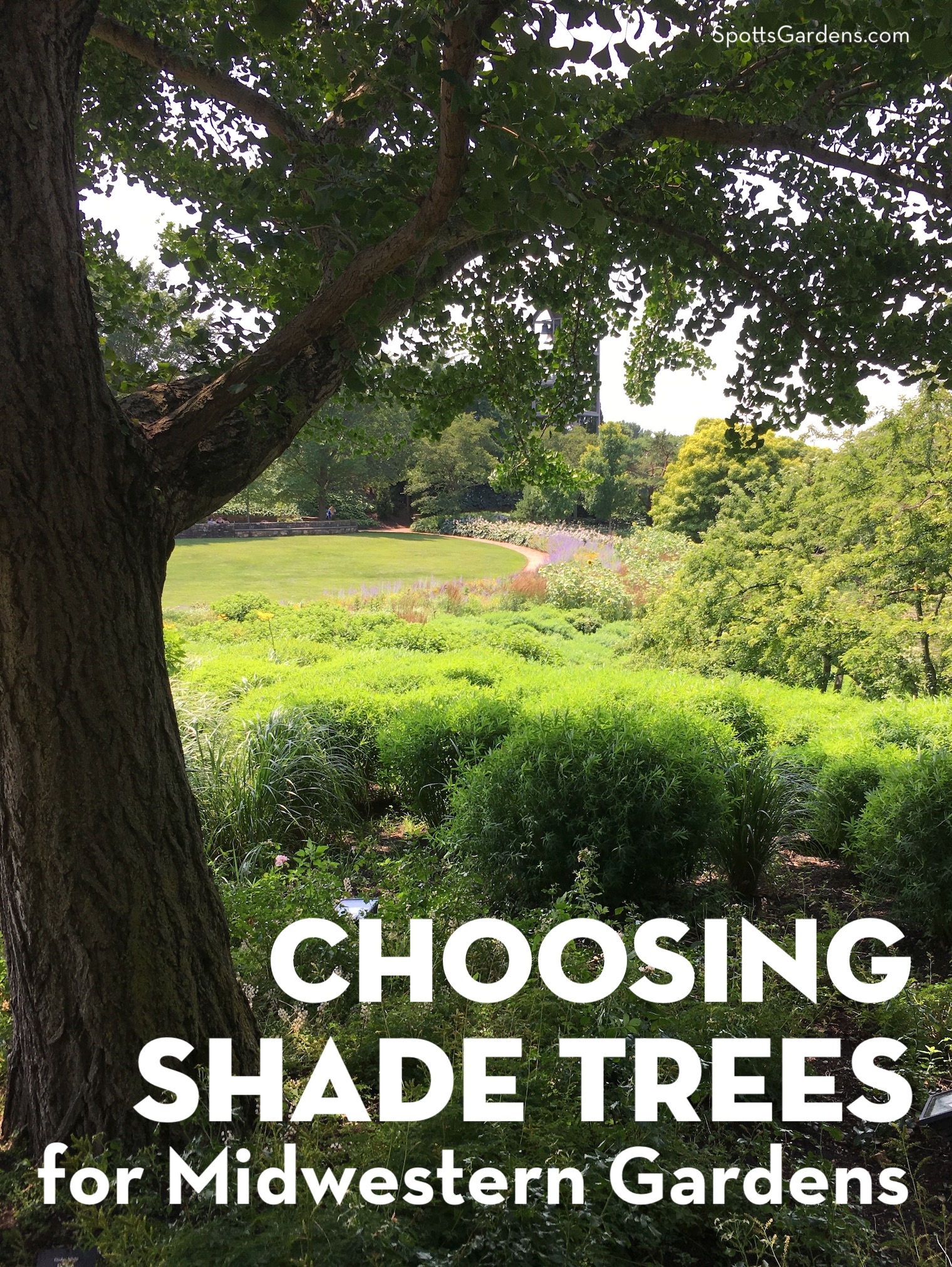 Plant Basswood trees where they will get full sun to partial shade