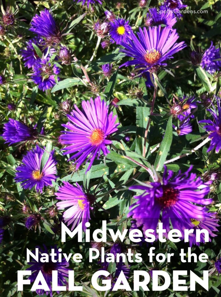 Midwestern Native Plants for the Fall Garden