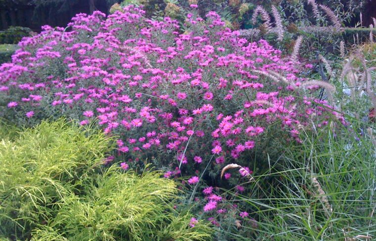 Native asters blooming in fall garden