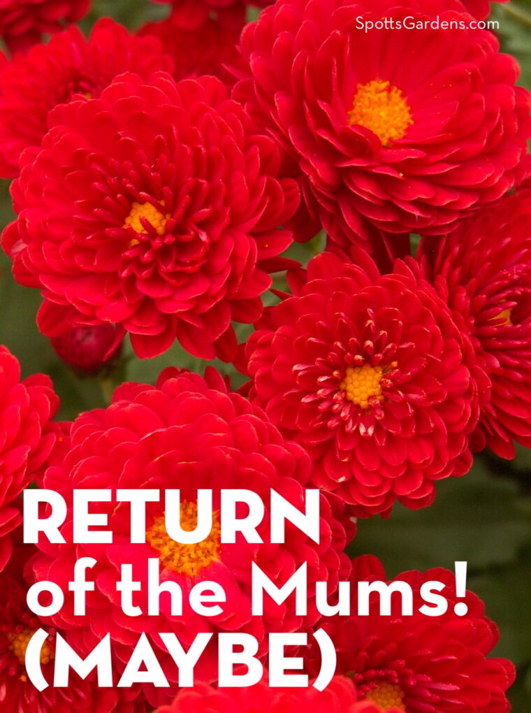 Return of the Mums! (Maybe)
