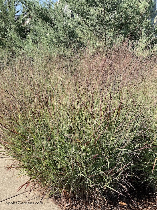 Panicum virgatum 'Shenandoah.' This switchgrass is native to Indiana.