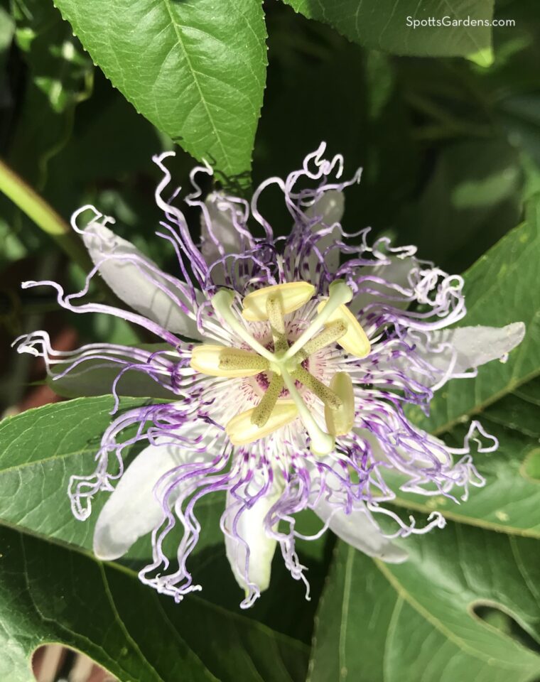 Indiana native Passiflora incarnata