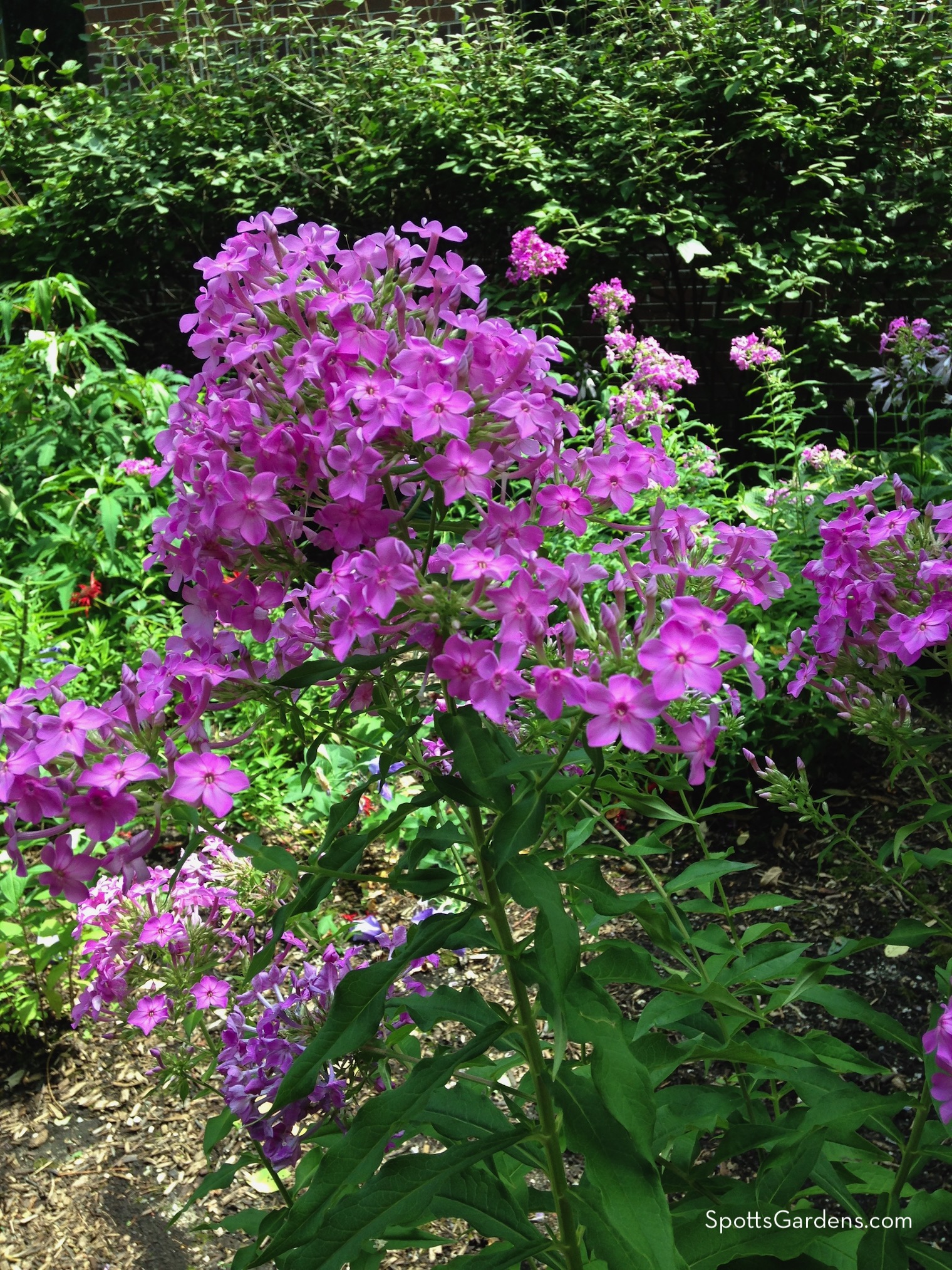 Indiana native Phlox paniculata