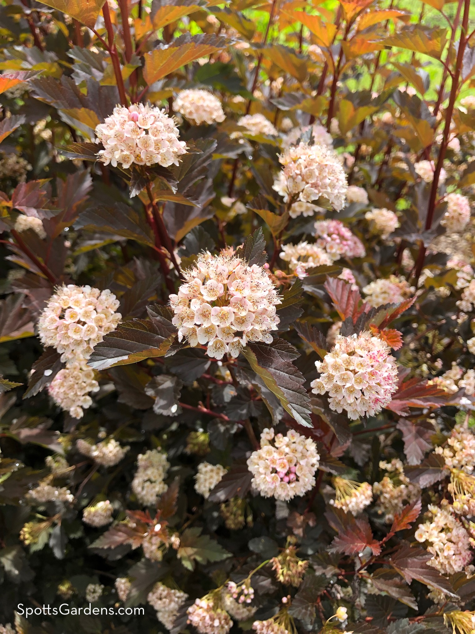 Physocarpus opulifolius 'Summer Wine'