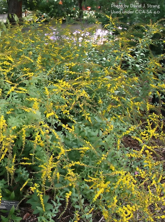 Solidago 'Fireworks'