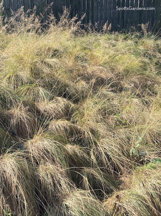 Sporobolus heterolepis, native prairie dropseed.