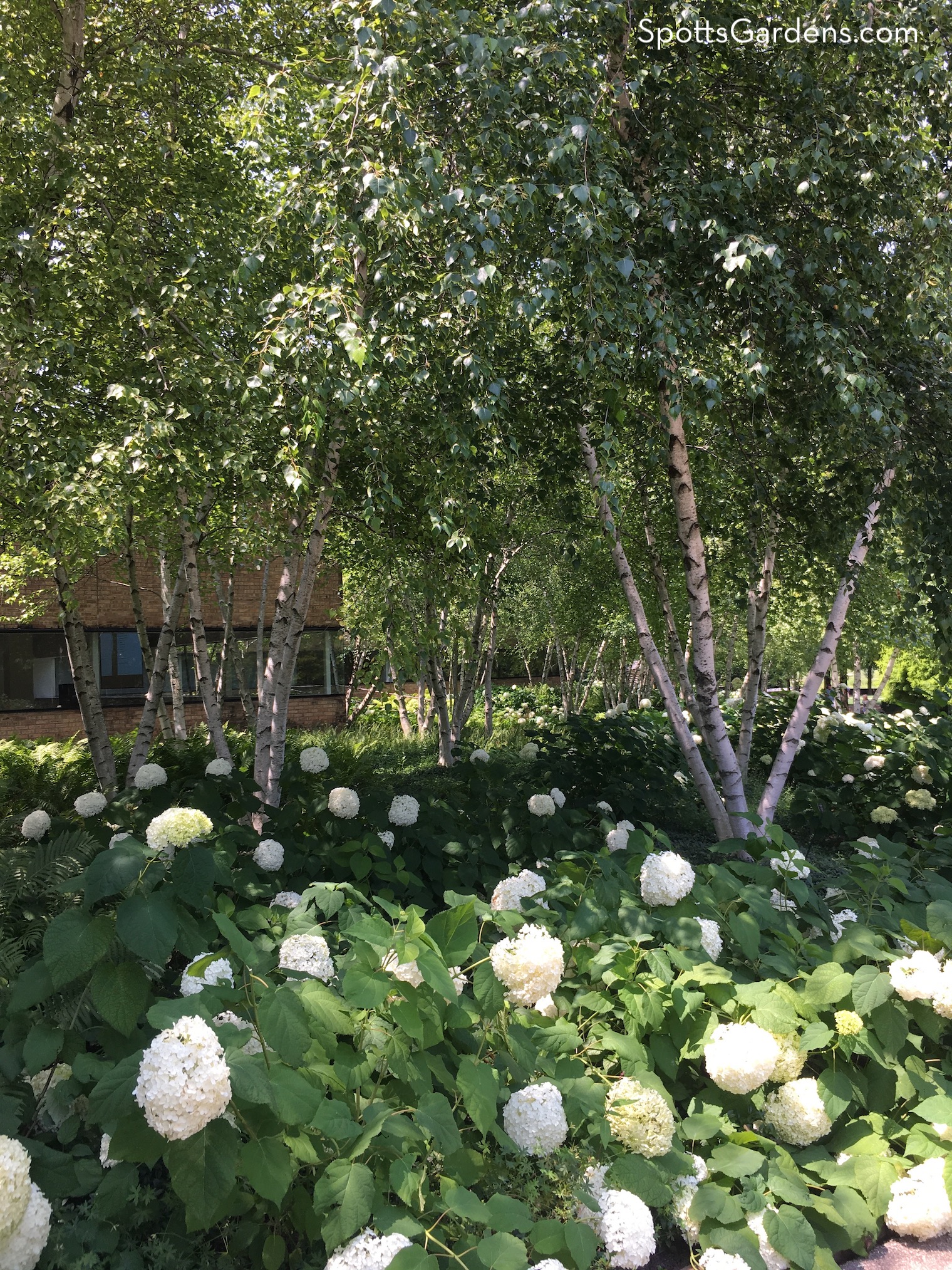 Birch trees and white hydrangea shrubs