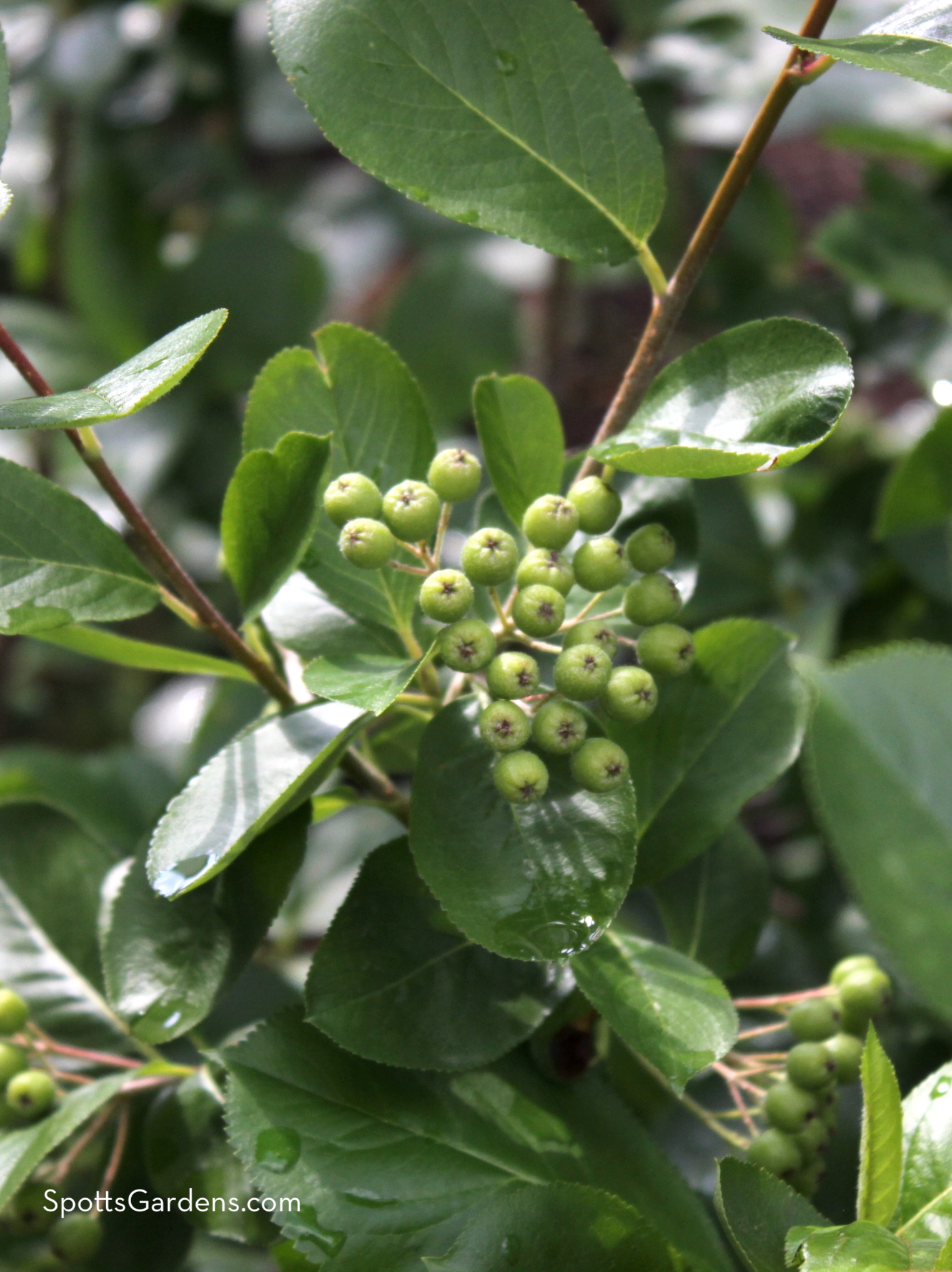 Immature fruits on a chokeberry shrub, Aronia melanocarpa