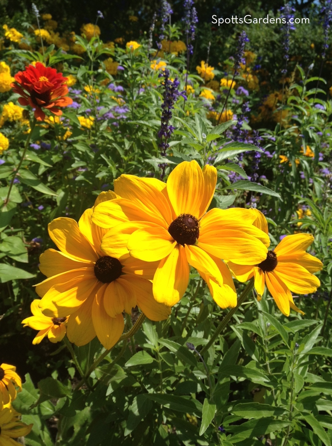 Bright yellow flowers in a field