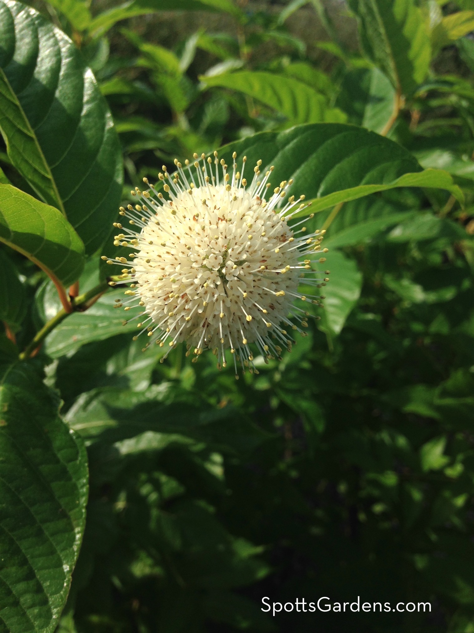 Spherical white bloom of button bush, Cephalanthus Occidentals