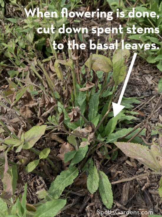 When flowering is done, cut spent stems down to basal leaves.