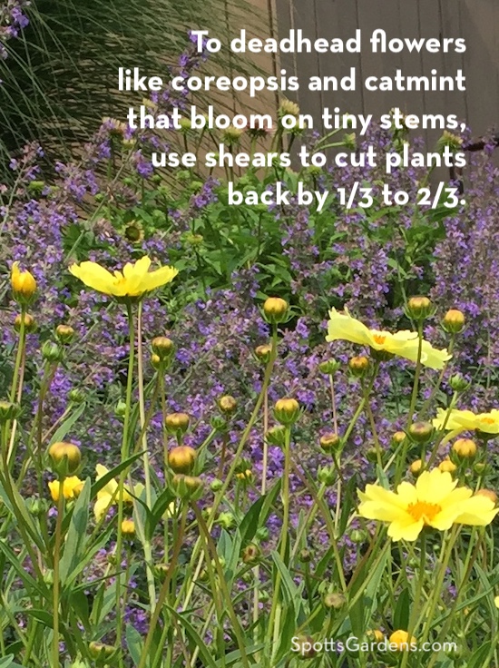To deadhead flowers like coreopsis and catmint that bloom on tiny stems, use shears to cut plants back by 1/3 to 2/3.