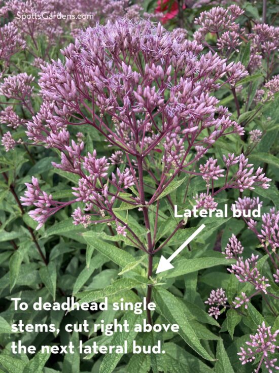 To deadhead single stems, cut right above the next lateral bud.