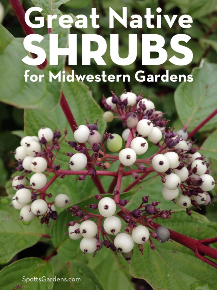 Great Native Shrubs for Midwestern Gardens