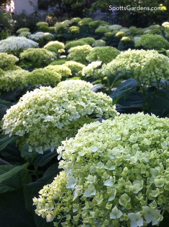 Wide, white blooms of Hydrangea arborescens