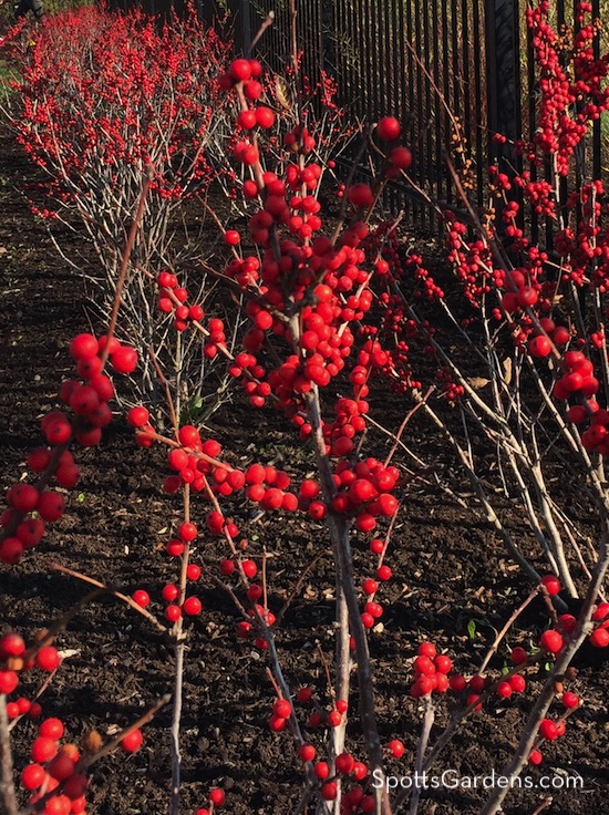 Brilliant red berries of Ilex verticillata