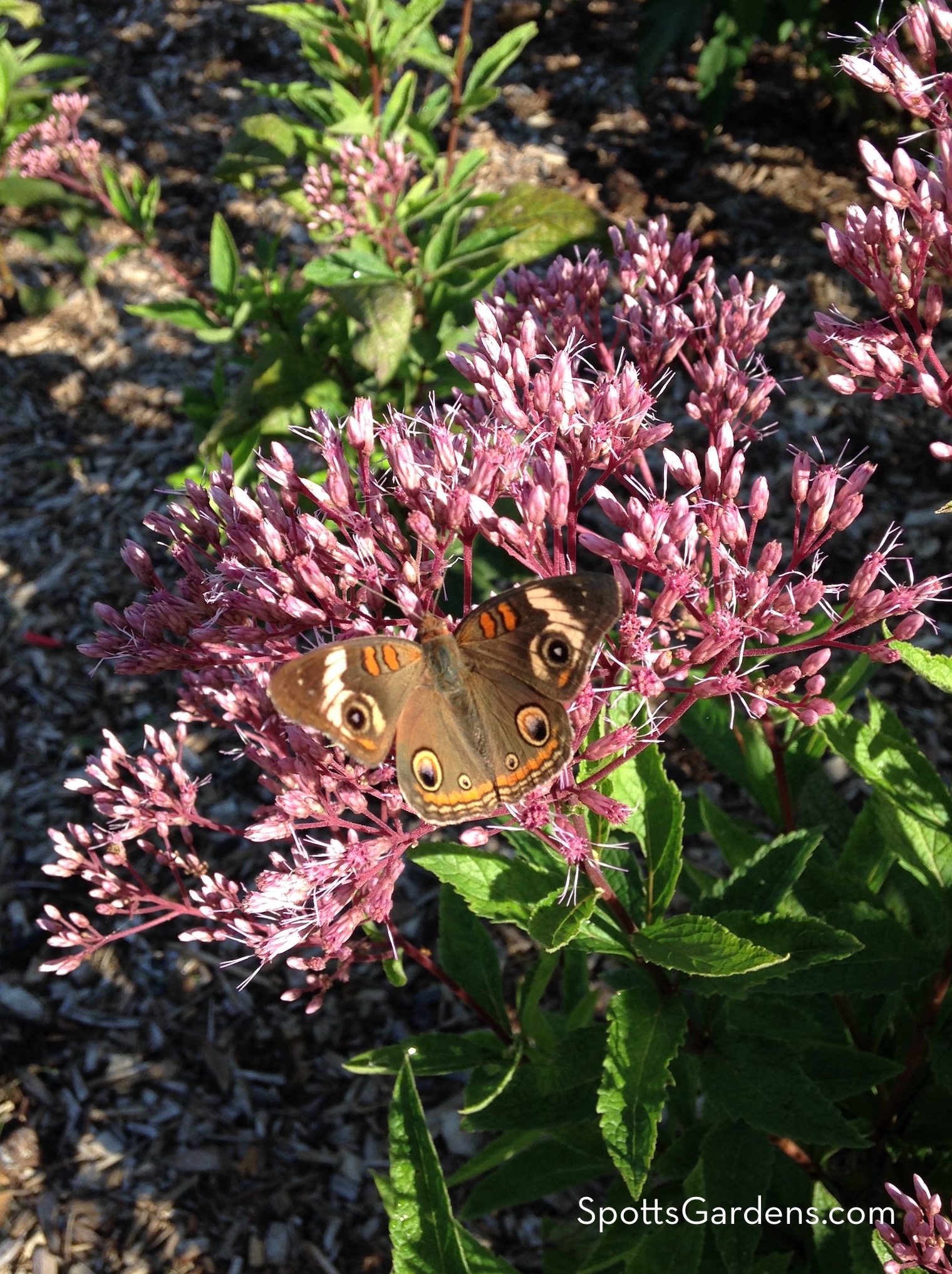 Butterfly on purple-pink flower