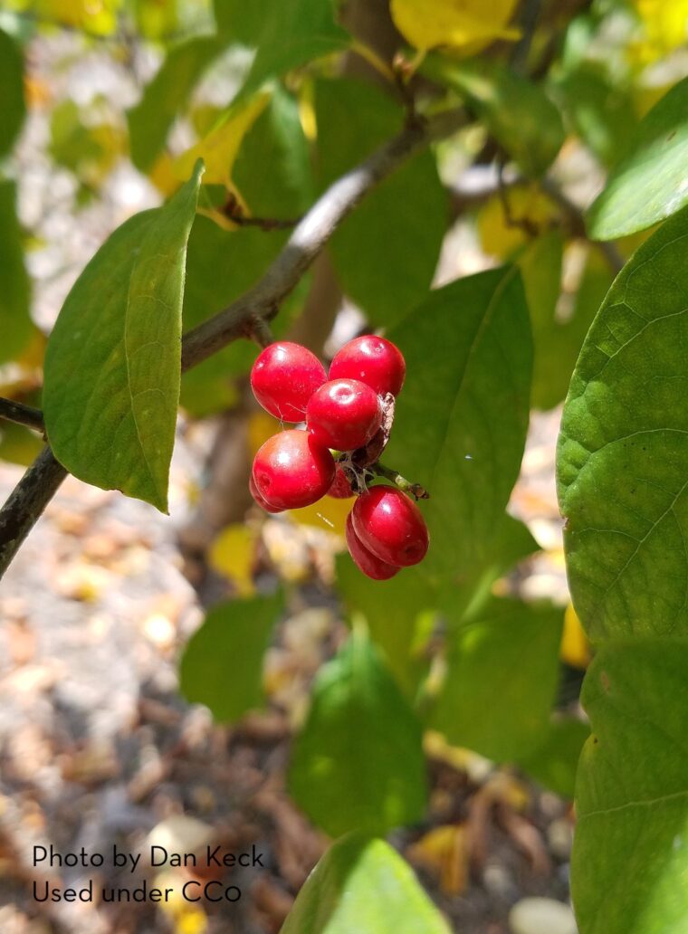 Red berries on the branch of a spicebush, Lindera benzoin