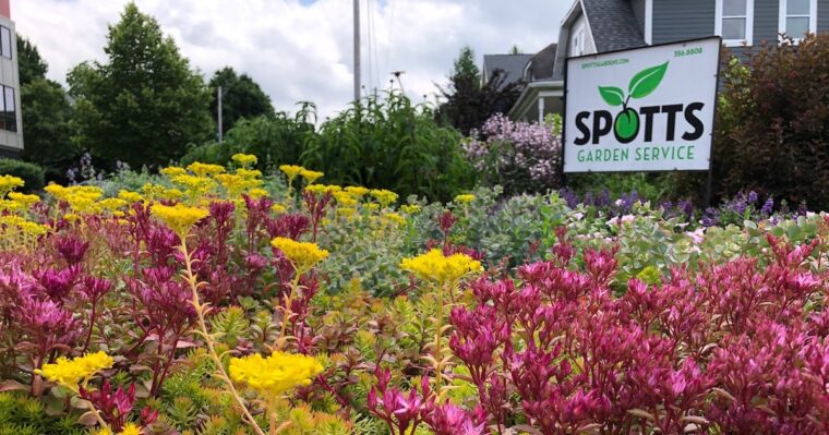 Blooming sedum in front of sign that reads Spotts Garden Service