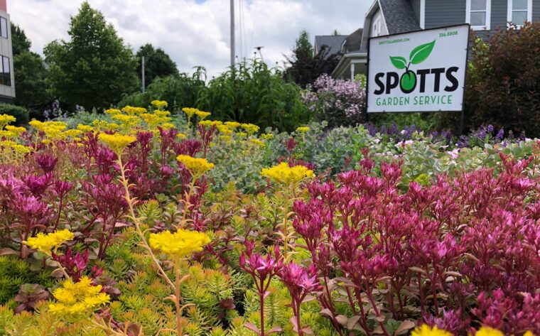 Blooming sedum with sign that reads Spotts Garden Service