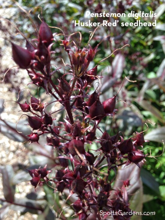 A stem hold small, round seedheads of the Penstemon digitalis plant.